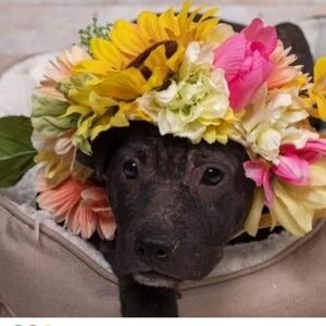 Meet your Posher, Sue